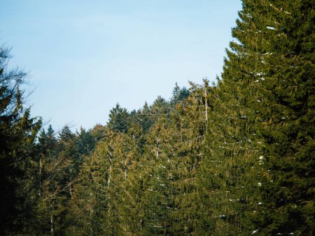 Téléchargez les photos : Une scène hivernale tranquille de la Forêt Noire en Allemagne, luxuriante avec des conifères verts et des bois épais - une vraie beauté de la nature. - en image libre de droit