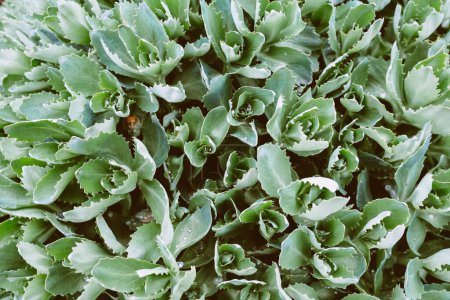 Foto de Un vibrante mar verde de plantas de Hylotelephium telephium, con hermosas flores blancas en marco completo vistas desde arriba - un impresionante ejemplo de belleza de la naturaleza. - Imagen libre de derechos