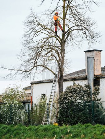 Photo for A gardener trims a tree in the rural park, using metal equipment to climb up its steel staircase. The green and lush landscape provides a natural backdrop for their work. - Royalty Free Image
