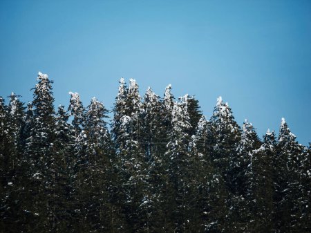 Foto de Un paisaje sereno de un pino adornado con decoraciones en la nieve, tomando el sol en invierno contra un cielo claro - belleza de la naturaleza para esta temporada festiva. - Imagen libre de derechos