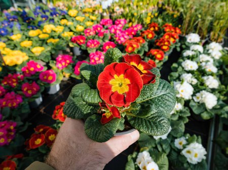 Foto de Una vibrante variedad de flores multicolores, sostenidas en la mano de un hombre que compra en una tienda de jardinería. La fragilidad y frescura irradia una belleza innegable en la naturaleza. - Imagen libre de derechos