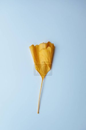 Téléchargez les photos : Détail de la feuille de ginkgo biloba japonaise, isolée sur bleu clair. Ses tons jaunes et noirs naturels symbolisent la santé et la médecine pour la thérapie homéopathique. - en image libre de droit