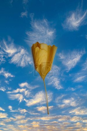 Téléchargez les photos : Feuille de ginkgo biloba japonaise moderne, nuage isolé avec nuages pelucheux Ses tons jaunes et noirs naturels symbolisent la santé et la médecine pour la thérapie homéopathique. - en image libre de droit