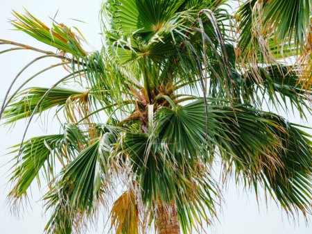 Téléchargez les photos : Une scène sereine avec des palmiers luxuriants et un feuillage vibrant sous un ciel bleu. Le paradis tropical parfait. - en image libre de droit
