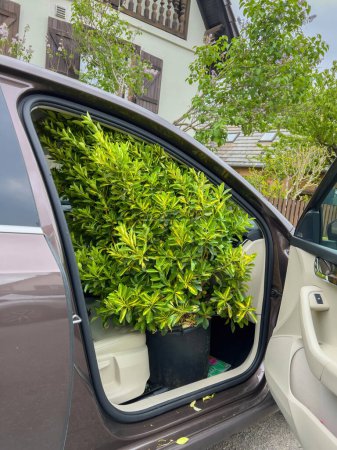 Téléchargez les photos : Une scène de journée ensoleillée avec une porte de voiture ouverte, entourée d'architecture, transportaiton d'une plante de brousse verte à la maison du magasin - en image libre de droit