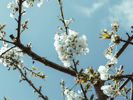 Photo for Blossoming sakura tree branches frame a clear blue sky on a spring day, symbolizing beauty in nature. The delicate white flowers represent fragility and growth. This serene scene postcard from Japan. - Royalty Free Image