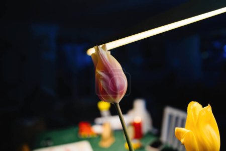 Foto de Vibrante tulipán muestra naturalezas belleza, primer plano. Acogedor telón de fondo de la habitación mejora la fragilidad y la frescura en la macrofotografía. - Imagen libre de derechos