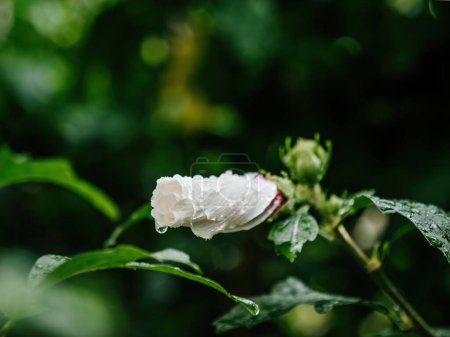 Téléchargez les photos : Un bourgeon d'hibiscus vibrant, mettant en valeur la beauté de la nature dans une vue rapprochée. Fraicheur et croissance capturées grâce à la macro photographie. - en image libre de droit