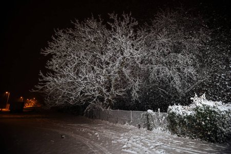 Foto de En una tormenta intensa, la luz dispersa brilla a través de la oscuridad, iluminando un árbol nevado. El poder y la belleza de la naturaleza crean una escena cautivadora. - Imagen libre de derechos