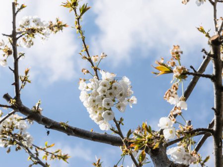 Téléchargez les photos : Une vue macro rapprochée et à faible angle offre un aperçu à couper le souffle des arbres Sakura qui fleurissent élégance et ses fleurs complexes - en image libre de droit