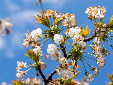 Foto de La magnificencia de un árbol Sakura floreciente se revela en una macro toma detallada desde una perspectiva baja, enfatizando su fascinante belleza - Imagen libre de derechos