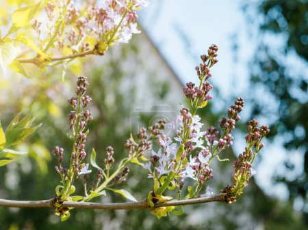 Téléchargez les photos : Un plan macro détaillé capture la beauté complexe d'une fleur de Syringa en pleine floraison - en image libre de droit
