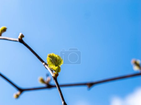 Foto de El vibrante telón de fondo azul del cielo resalta el capullo solitario en una rama de la vid, un testimonio de la renovación de la naturaleza - Imagen libre de derechos