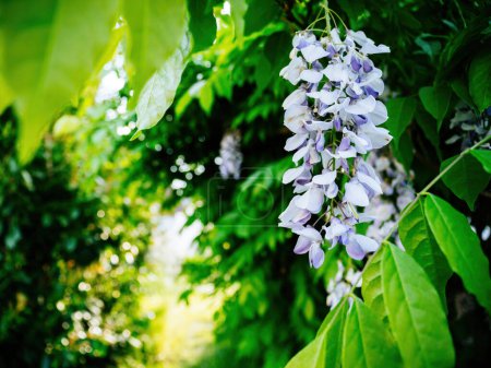 Foto de Una ligera planta de glicina púrpura cuelga con gracia en la entrada del jardín, complementada con vibrantes hojas verdes. - Imagen libre de derechos
