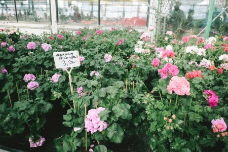 Téléchargez les photos : Géraniums en fleurs en vente dans un magasin de fleuristes, au prix de 3,50 Euro USD chacun - en image libre de droit