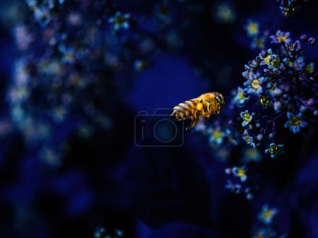 Téléchargez les photos : Abeille jaune activement à la recherche de pollen parmi les plantes bleues, mettant en évidence le concept de nourriture sucrée et la détermination. - en image libre de droit