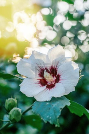 Foto de Un árbol de hibisco blanco que exhibe una sola flor grande y magnífica, sobre un fondo bokeh soñador en el cielo Jardín. - Imagen libre de derechos