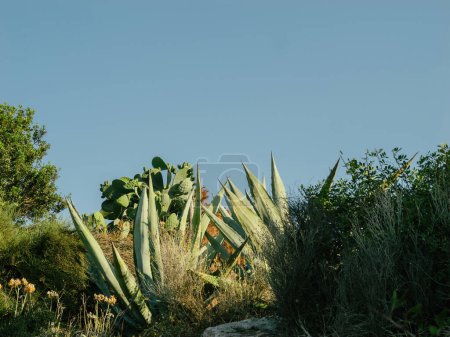 Photo for Cacti and agave plants flourish under a pristine blue sky in Mallorca, highlighting the islands commitment to a clean and natural environment - Royalty Free Image