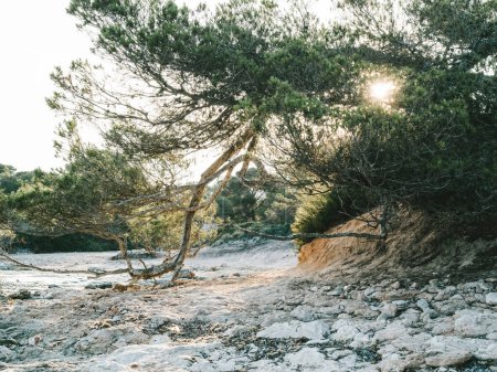Téléchargez les photos : Encadré cinématographiquement, un pin sur le rivage rocheux de Majorque a libéré ses branches arrondies, le tout subtilement illuminé par les soirées ensoleillées - en image libre de droit