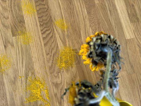 Téléchargez les photos : Une vue aérienne capture un tournesol séché et flétri placé dans un vase jaune. La surface ci-dessous est couverte de pollen tombé de la fleur. - en image libre de droit
