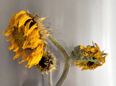 Photo for A faded yellow sunflower wilting against a cold, stainless steel background, portraying a contrast between life and industrialism. - Royalty Free Image