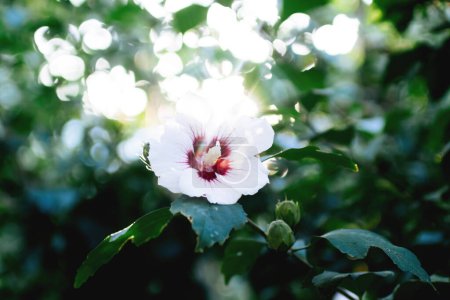 Foto de Una flor de hibisco en plena floración se captura en un desenfocado desenfoque, realzado por una llamarada de lente etérea, creando un paisaje visual soñador y poético. - Imagen libre de derechos