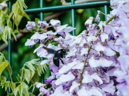 Foto de En una planta de glicina, una llamativa abeja carpintero violeta llama la atención con su brillante cuerpo negro y alas que exhiben un cautivador brillo azul-violeta - Imagen libre de derechos