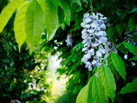 Photo for A close-up reveals a vivid wisteria plant elegantly draped above a garden entrance, captured with a skillful defocused blur for artistic effect - Royalty Free Image