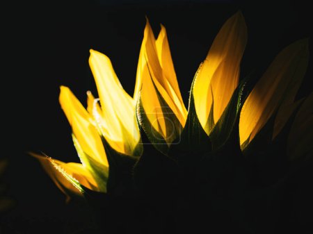 Foto de Capturada desde un ángulo único, la vista trasera de un floret de rayos de girasol está artísticamente retroiluminada sobre un fondo negro, creando una exquisita imagen digna de postal.. - Imagen libre de derechos