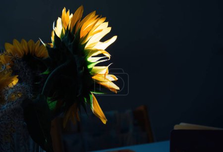 Téléchargez les photos : Un macro gros plan révèle un Ray Floret jaune illuminé d'un tournesol judicieusement placé dans un vase, ajoutant une touche de nature à la décoration intérieure confortable - en image libre de droit