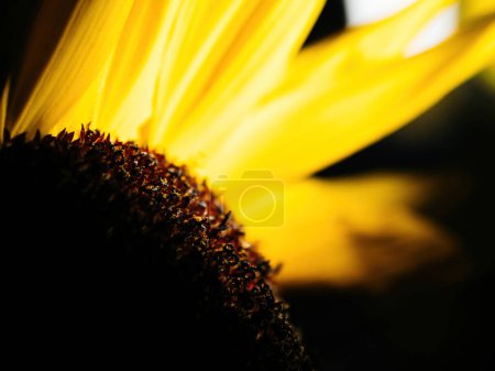 Foto de A través de una lente macro precisa, el rayo floret y el disco floret de un girasol entran en foco, junto con las semillas actuales, ejemplificando la complejidad de las estructuras orgánicas - Imagen libre de derechos
