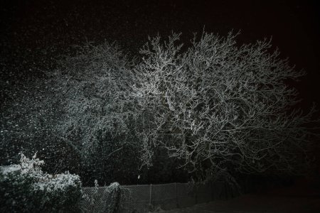 Foto de Árboles adornados con una brillante manta de nieve, exudando un encantador resplandor a través de intermitentes destellos de luz, transformando el paisaje invernal en un paisaje de ensueño surrealista y cautivador - Imagen libre de derechos