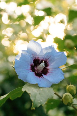Téléchargez les photos : Fleur d'Hibiscus avec éclairage éthéré Une photo captivante avec une fleur d'hibiscus posée sur un fond flou et déconcentré avec plusieurs rayons de lumière enchanteresse - en image libre de droit