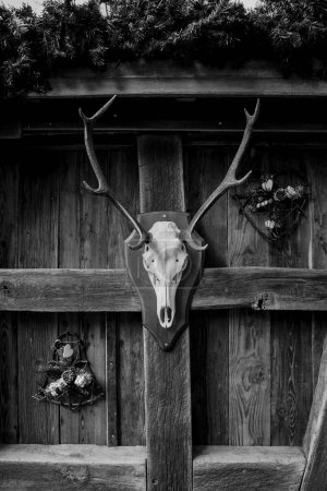 Téléchargez les photos : Crâne de renne monté sur le mur, finement orné de décorations de Noël festives. Il dégage un esprit de fête unique, prêt pour les célébrations - en image libre de droit