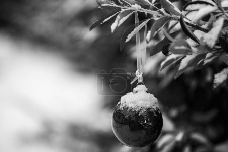 Téléchargez les photos : Scène noir et blanc d'un globe de verre solitaire recouvert de neige givrée, délicatement suspendu à une branche dans un paysage hivernal enneigé serein - en image libre de droit