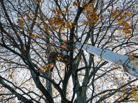 Téléchargez les photos : Un ouvrier vêtu de vêtements très visibles taille des branches d'arbres à partir d'une plate-forme surélevée au milieu des feuilles dorées de l'automne - en image libre de droit