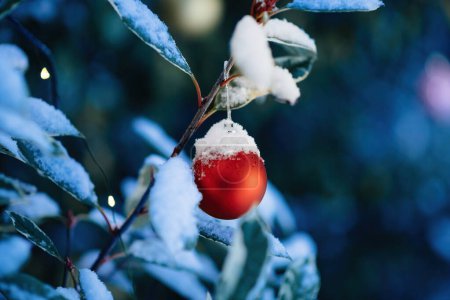 Téléchargez les photos : Des globes de verre rouge ornent une branche d'eucalyptus recouverte de neige, présentant une carte de vœux pittoresque et unique ou une scène de carte postale - en image libre de droit