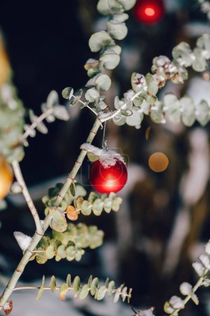 Photo for Red glass globes adorn a eucalyptus branch covered in snow, presenting a picturesque and unique greeting card or postcard scene - Royalty Free Image