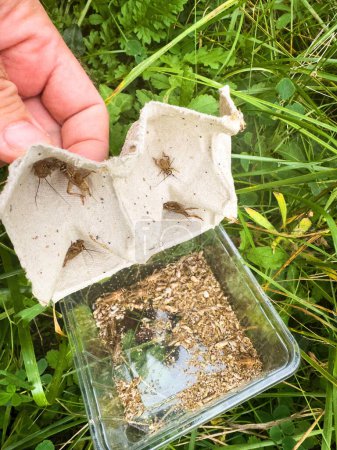 Téléchargez les photos : Une main masculine dans le processus du salut des sauterelles dans un jardin, libérant un groupe d'insectes de leur captivité en boîte en carton plastique - en image libre de droit
