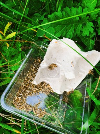 Téléchargez les photos : La libération des sauterelles dans un jardin, montrant un groupe d'insectes libérés de leur captivité dans une boîte en carton plastique - en image libre de droit