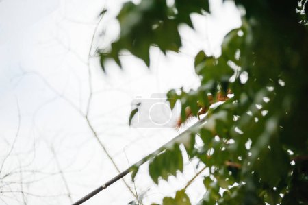 Téléchargez les photos : Une silhouette d'un écureuil sur un tube d'acier, capturé en mouvement rapide, tenant un écrou dans sa bouche, illustrant l'agilité et les mouvements rapides de la faune - en image libre de droit