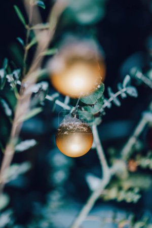 Foto de Rama de eucalipto adornado con un globo de oro, capturado en una foto real ideal para una postal de invierno en un jardín verde por la noche. - Imagen libre de derechos