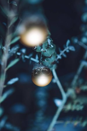 Téléchargez les photos : Deux globes de verre recouverts de neige et de glace pendant un hiver givré sur une branche d'eucalyptus, parfait pour une carte de vœux - en image libre de droit