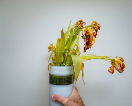 Téléchargez les photos : A mans hand grips a designer vase containing almost perished tulips, presented against a warm, neutral background. - en image libre de droit