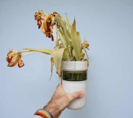 Foto de A male hand holds a designer vase with wilting tulips against a warm, blue background, showcasing a blend of elegance and decay. - Imagen libre de derechos
