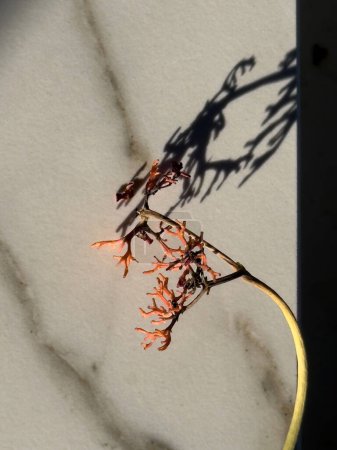 Téléchargez les photos : Fleurs orange projetant des ombres complexes sur une surface de marbre, baignées de lumière du soleil - en image libre de droit