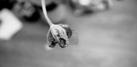 Foto de Una imagen de primer plano en blanco y negro de un tulipán seco, capturando sus intrincados detalles y texturas en un llamativo estilo de macrofotografía - Imagen libre de derechos