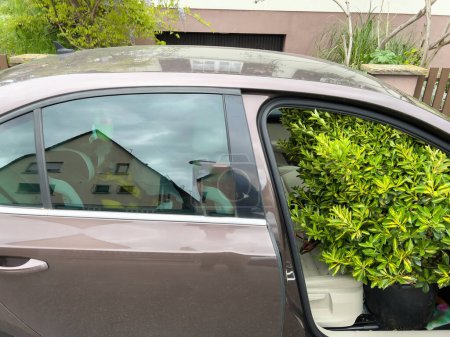 Téléchargez les photos : Une image humoristique mettant en scène une voiture de luxe avec sa porte grande ouverte, transportant un nouvel arbre de brousse. L'intention est de mettre en évidence les véhicules de grande capacité et le sens de l'humour - en image libre de droit