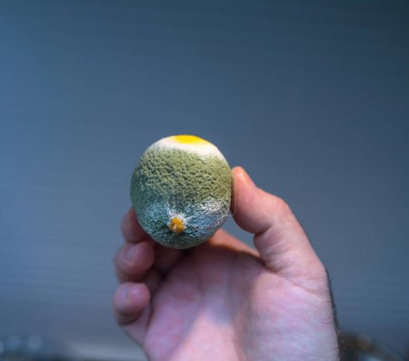 Foto de Mano que muestra una fruta cítrica con una superficie texturizada, mostrando diferentes etapas de crecimiento del molde sobre un fondo neutro. - Imagen libre de derechos