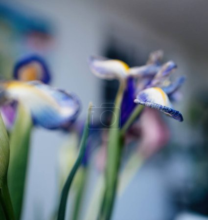 Foto de Un primer plano artístico de flores de iris muestra un efecto borroso que enfatiza los colores y crea una atmósfera de ensueño. - Imagen libre de derechos